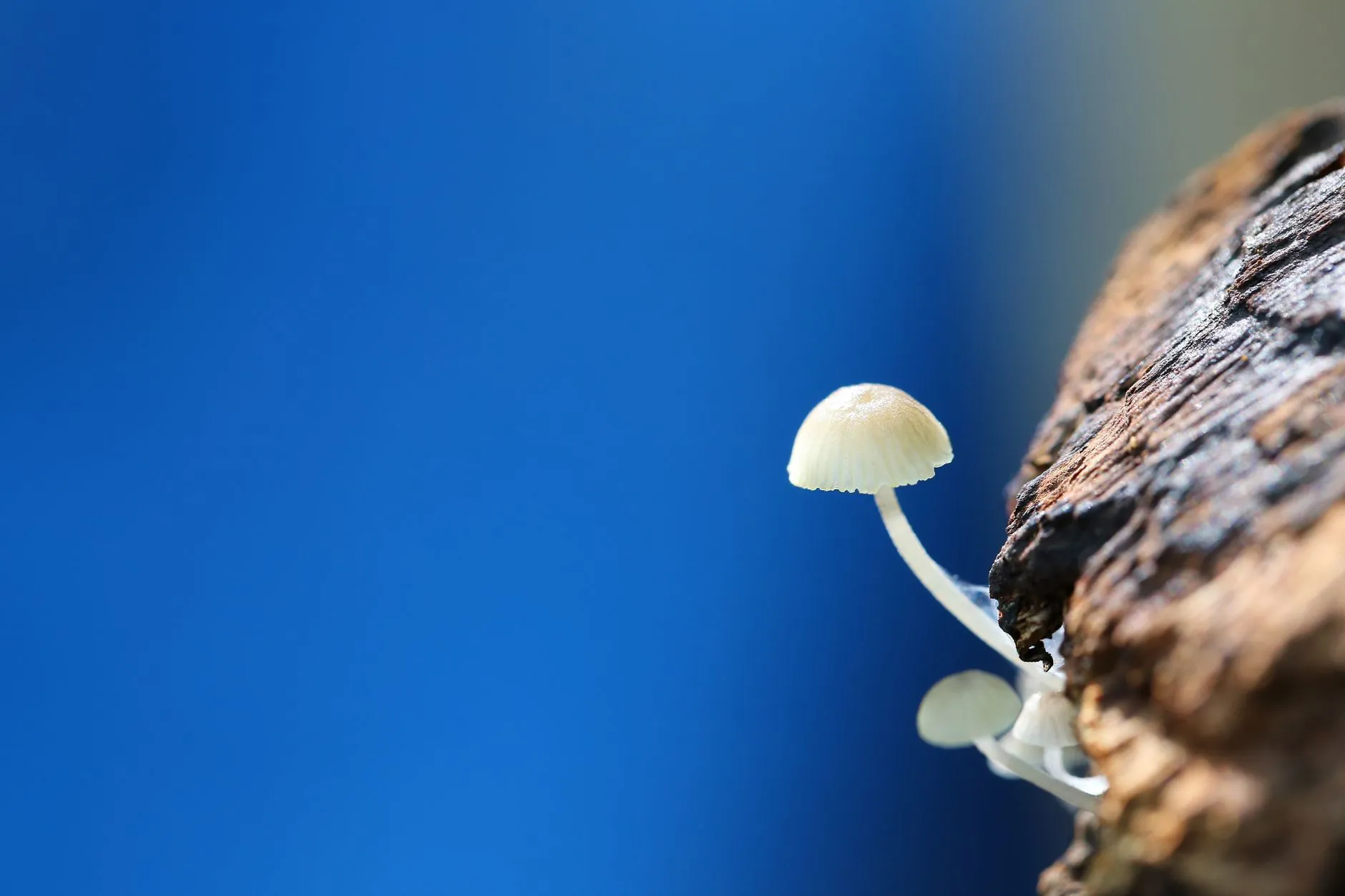 全合成机油与半合成机油在发动机保护中的性能差异分析